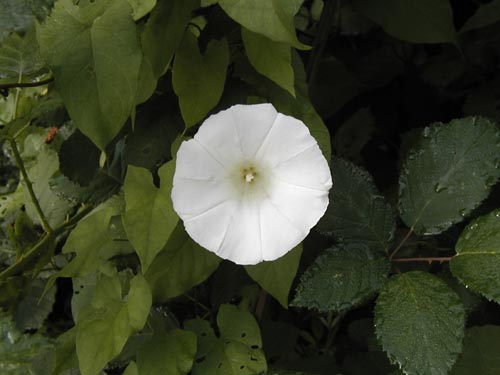 005-Alcan Highway-RenonW