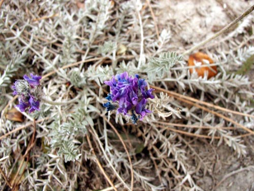 169-Alcan Highway-Before Haines Junction Yukon