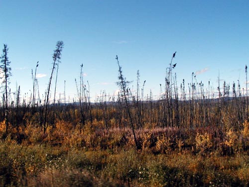 191-Alcan Highway-Burned Pecker Poles