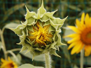 Conservatory Columbus Ohio-14