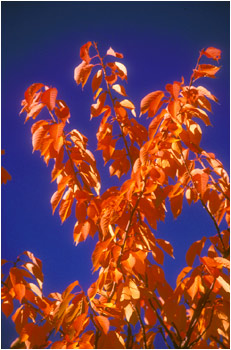 Ektachrome Images TREE UW