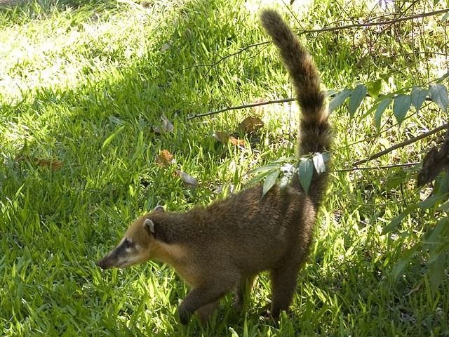 Iguazu-Argentina-Parque-Nacional-3480