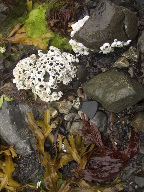 Sea-Kayak-Expedition-Cordova-Valdez-Alaska-67 Black Point Camp 7 amp 8