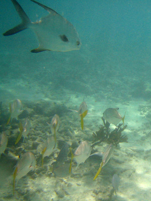Akumal Snorkling 21