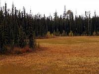 144-Alcan Highway-Fall Colors after Liard