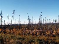 191-Alcan Highway-Burned Pecker Poles