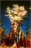 Ektachrome Infrared Images KENAI FALL IR TREE