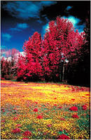 Ektachrome Infrared Images flowerfield