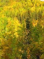 McCarthy-Alaska-5 Trees