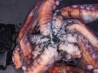 Sea-Kayak-Kodiak-06 Day1 Octopus