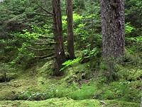 Sea-Kayak-Kodiak-15 Day3 getting water Forest above falls