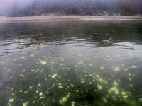 Sea-Kayak-Kodiak-16 Day3 Raspberry Is Spit The Slough