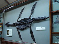 London-Natural History Museum 04