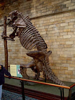 London-Natural History Museum 07