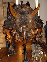 London-Natural History Museum 23