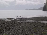 Sea-Kayak-Expedition-Cordova-Valdez-Alaska-60 Black Point Camp 7 amp 8