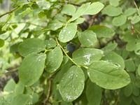 Sea-Kayak-Expedition-Cordova-Valdez-Alaska-63 Black Point Camp 7 amp 8