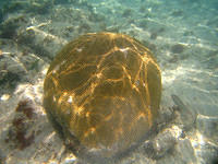 Akumal Snorkling Brain Coral